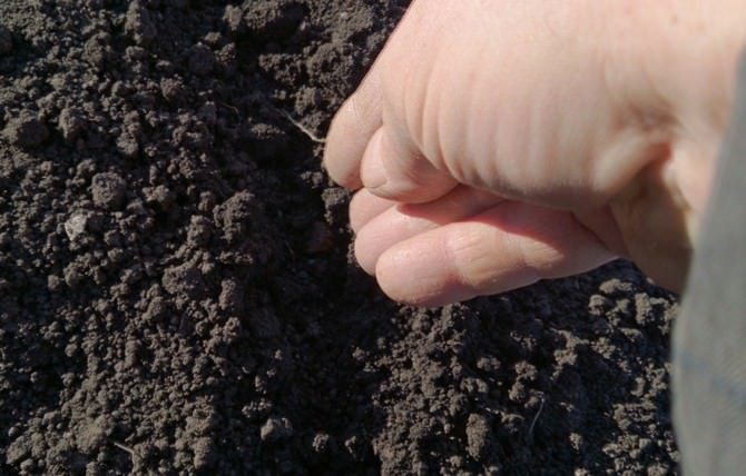 عادة ما يتم زرع الحنطة السوداء في وقت متأخر بما فيه الكفاية.