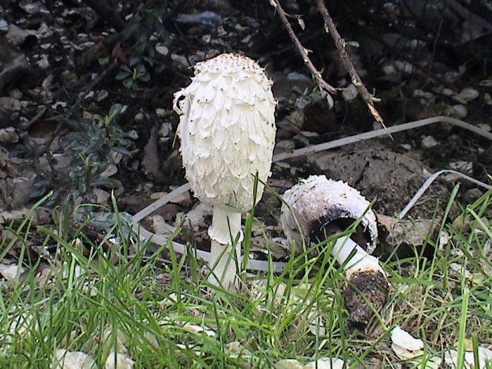 champignon bouse blanche