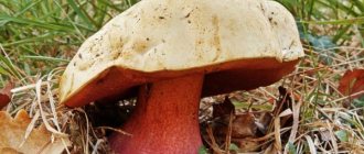 Oak mushroom