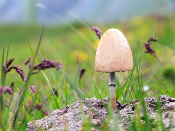 The mushroom is used for medicinal purposes