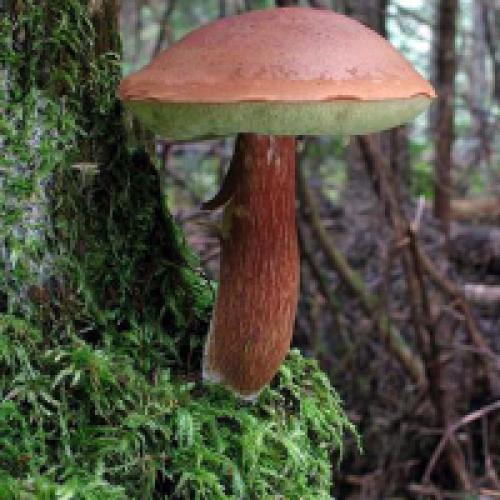 Mushroom brown cap yellow bottom turns blue. White mushroom turns blue on cut