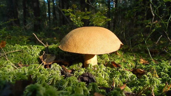 Mushroom flywheel: description of edible varieties and twins, cooking methods