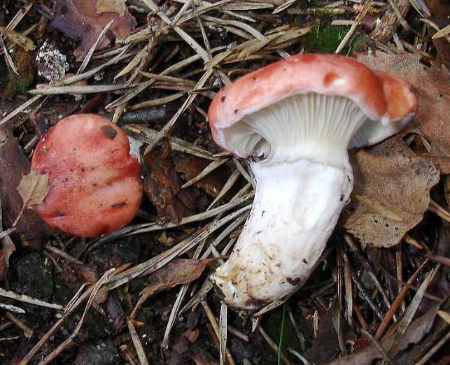 mokruha mushroom description