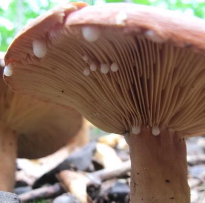 fotografie a popis houby pryšec