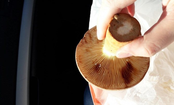Spurge mushroom