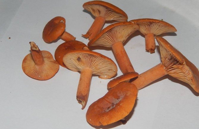 Spurge mushroom