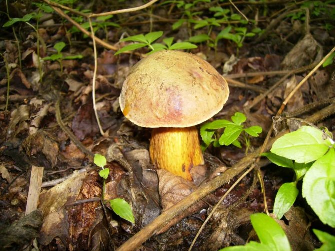 Podunnik mushroom: appearance, medicinal properties and cooking features