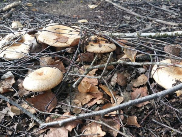 The mushroom grows in birch forests