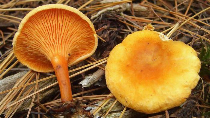 mushroom with orange stem