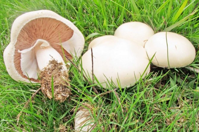 Field champignon mushroom
