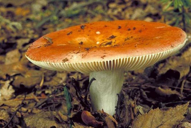 Ciuperca Russula