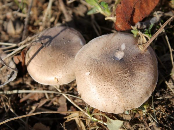 Poplar mushroom: where to find and how to cook