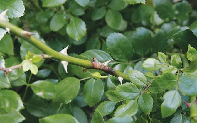 Fungal disease burn of rose branches: photos and control measures