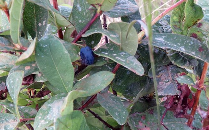 Fungal diseases of honeysuckle and their treatment (with photo) photo