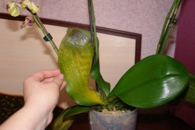 Fungal infections are more likely to affect phalaenopsis, which are not properly cared for. Therefore, the complex of treatment should include not only treatment with fungicides, but also correction of conditions of detention.