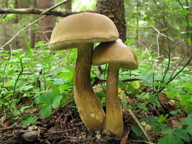 Mushroom picker notes: how to recognize a Polish mushroom, and how it is useful