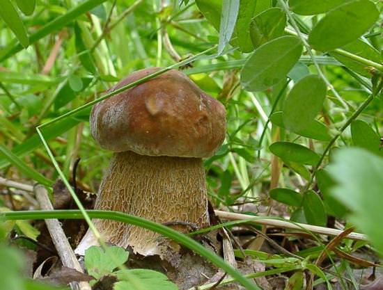 Poznámky pro houbaře: jak poznat polskou houbu a jak je to užitečné