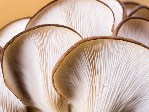 Mushrooms are prized for their taste