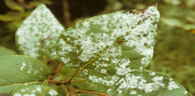 Svamp som orsakande medel för växtsjukdomar