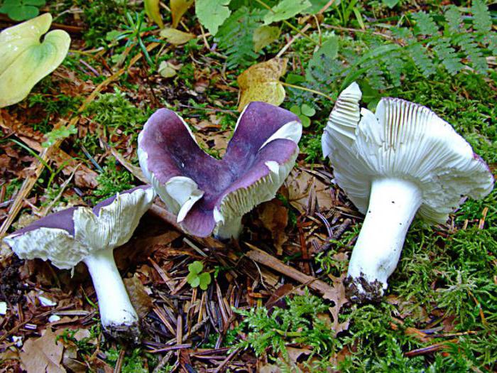 champignons qui poussent sous un pin