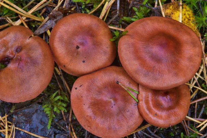 svampar som växer under tall