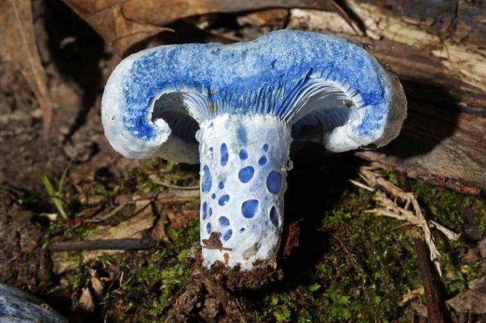 Ciuperci care devin albastre pe fotografia tăiată