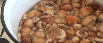 Cam Pilze werden gekocht