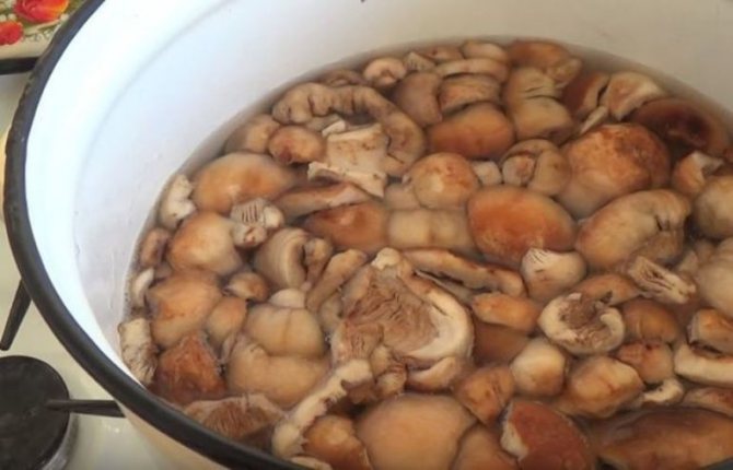 Cam mushrooms are boiled