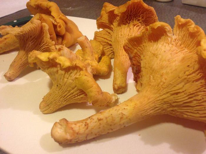 chanterelle mushrooms how to cook for the winter freeze