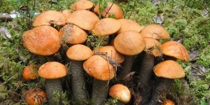 Ciuperci Boletus în pădure