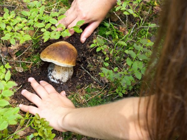 Mushrooms can cause severe poisoning