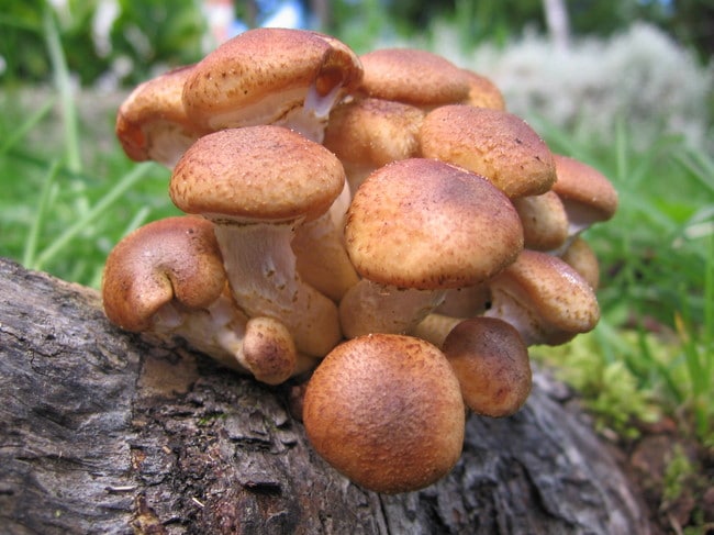 Mushroom mushrooms