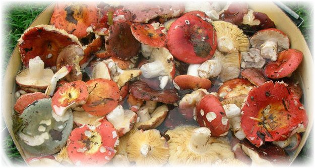 houby s červenou čepicí