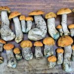 Mushrooms with blue cut