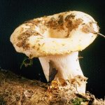 Uzavřete houby