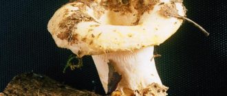 Cap mushrooms