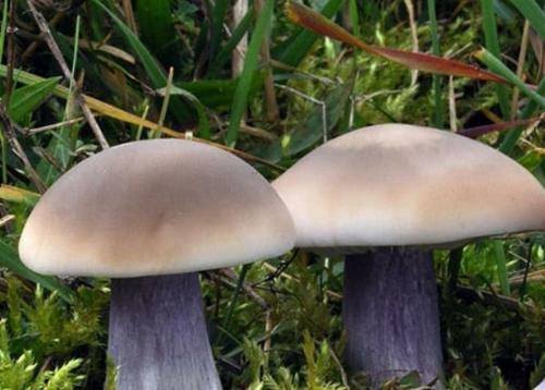 Blue mushrooms. Blue-footed mushroom or lilac-footed ryadovka.