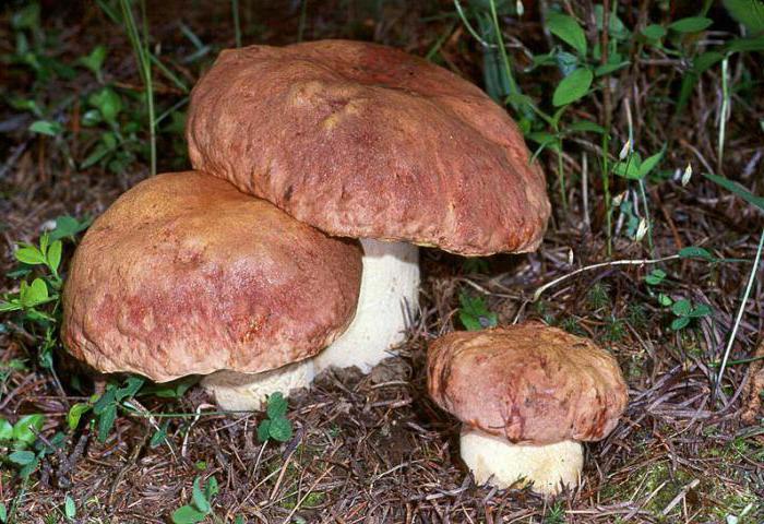 mushrooms in Belarus today