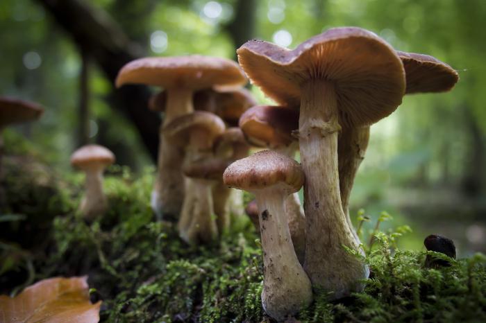 ciuperci în pădure