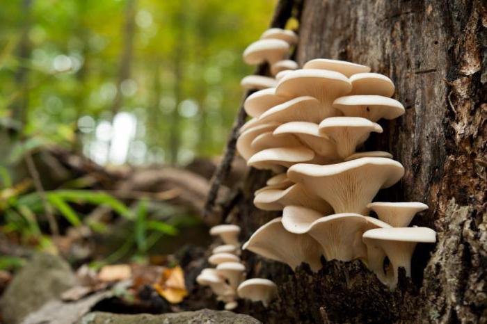 oyster mushrooms on tree stumps