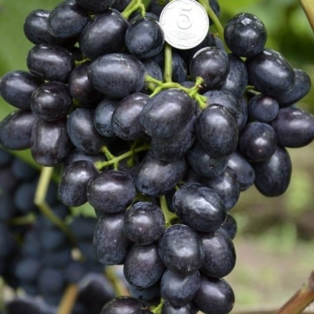 sekumpulan buah anggur hitam