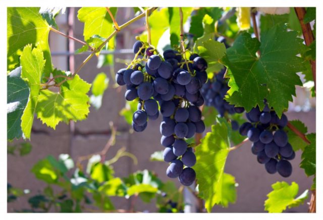 a bunch of grapes on a bush