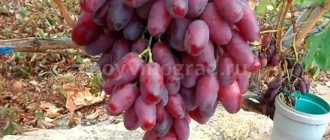 Сноп грозде Ризамат снимка