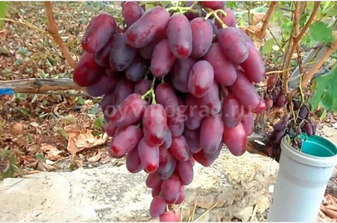 Сноп грозде Ризамат снимка