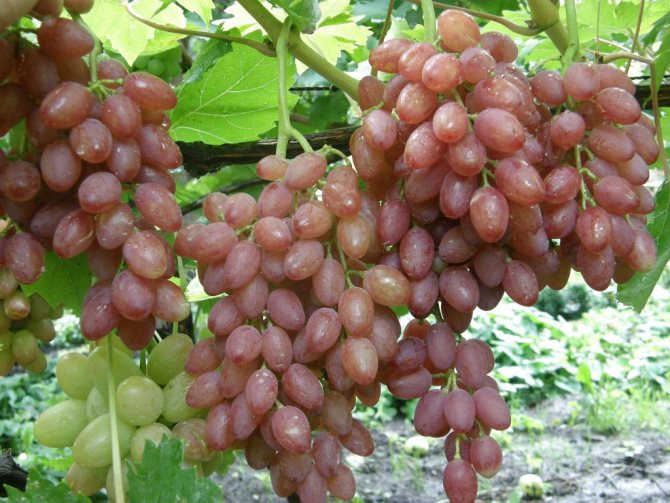 Bunches of grapes Kishmish