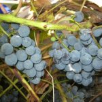 Mga bungkos ng Taezhny na ubas na may maitim na asul na spherical berries