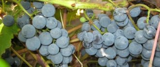 Mga bungkos ng Taezhny na ubas na may maitim na asul na spherical berries
