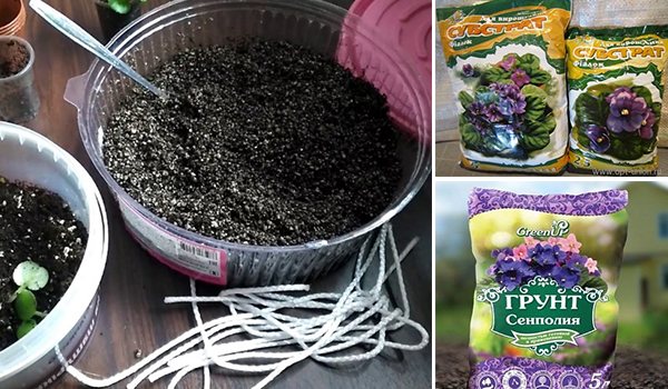 Soil for violets