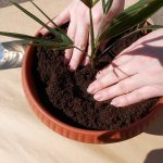 Soil for palm