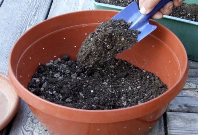 Seedling soil